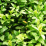 Buxus sempervirens .png